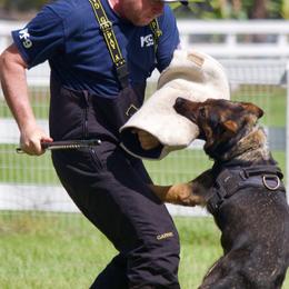 German Shepherds from RoyalWork K9