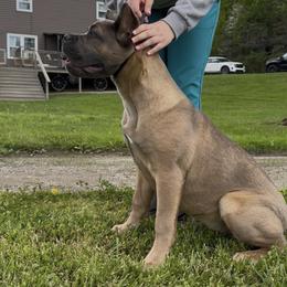 Cane Corso All Grown Up from MVK9