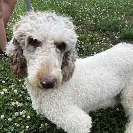 Pheobe - Poodle