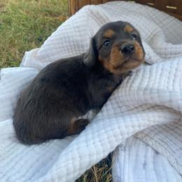 Rumi (Chocolate Dapple) - Dapple female Dachshund puppy in Grove, Oklahoma from A&W Doxies