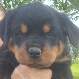 Boy 2 - Black and mahogany male Rottweiler puppy in De Witt, Iowa from Irish Eyes Kennels