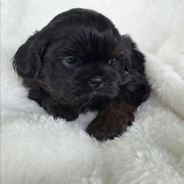 Rocco - Black and tan male Shih Tzu puppy in Waynesboro, Pennsylvania from Big Win Shih Tzus