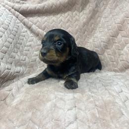 Willie - Brindle male Dachshund puppy in Richmond, Virginia from Paw Prints