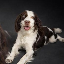 Dolly - English Springer Spaniel