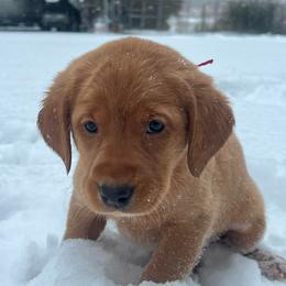Red collar - Yellow female Labrador Retriever puppy in Heath Springs, South Carolina from Rich Hill Retrievers