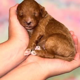 Daisy - Red  female Poodle puppy in Kissimmee, Florida from Poodle Doodle Kennels