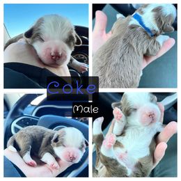 Aussiedoodle, Goldendoodle, and Miniature Australian Shepherd Puppies from Clover Bar Kennels
