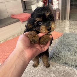 Cavapoo Puppies from PuppybuddyUSA