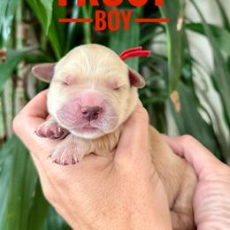 Frost - Golden male Golden Retriever puppy in El Cajon, California from Grove Haven Canines