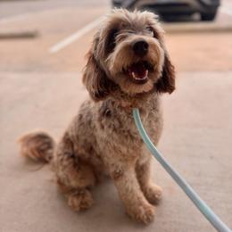 Candy - Aussiedoodle