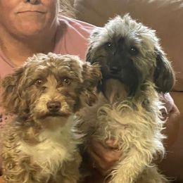 Meredith - Havanese
