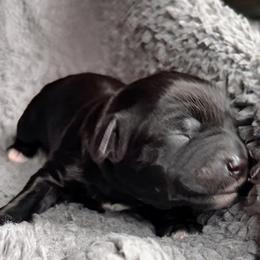 Luxe - Black male Goldendoodle puppy in Pine Grove, California from Lundee Doodles