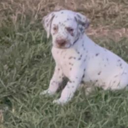 Boy 2 - Dalmatian puppy from Zydeco Dalmatians