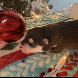 Chocolate - Chocolate female Pomsky puppy in Grandview, Washington from Alyssa’s pomsky’s