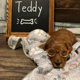 Teddy - Apricot male Goldendoodle puppy in Birmingham, Alabama from Ivy’s Doodles