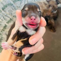 Liver and tan female - Liver female Miniature Schnauzer puppy in Malvern, Arkansas from Deep South Miniature Schnauzers