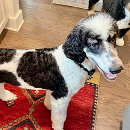 Johnny - Poodle