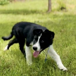 Border Collie Puppies from Chasing Dreams Border Collies