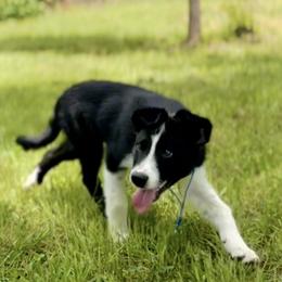 Border Collie Puppies from Chasing Dreams Border Collies