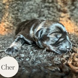 Cher - Salt and pepper female Miniature Schnauzer puppy in Folkston, Georgia from Poplar Creek Miniature Schnauzers