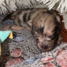 Meko - Blue merle male Pomeranian puppy in North Port, Florida from West Coast Diva Pupz