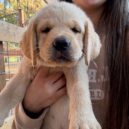 Purple Collar - Yellow female Labrador Retriever puppy in Escalon, California from Hansen Retrievers