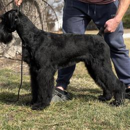 Lexus - Giant Schnauzer
