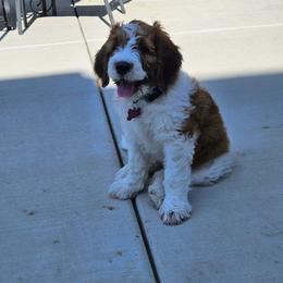 Saint Berdoodle Puppies from Country Manor Saint Berdoodles