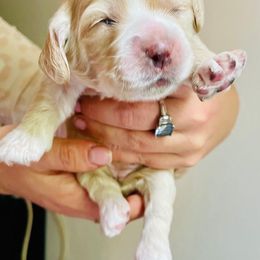 Cocker Spaniel Puppies from Cocker Spaniels