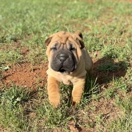 Pink collar - Red fawn female Chinese Shar-Pei puppy in Elkin, North Carolina from Martini Shar-Pei