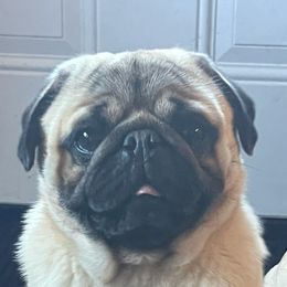 Thumper - Pug