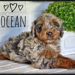 Aussiedoodle and Australian Shepherd Puppies from Faith, Feathers & FurBabies