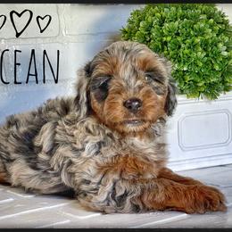 Aussiedoodle and Australian Shepherd Puppies from Faith, Feathers & FurBabies