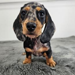 Black and tan smooth dapple female - Dapple female Dachshund puppy in Belle Rive, Illinois from Akin's Miniature Dachshunds, LLC