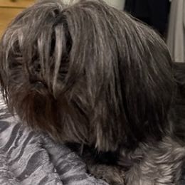 Shih Tzus from North Florida Tzu’s