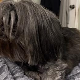 Shih Tzus from North Florida Tzu’s