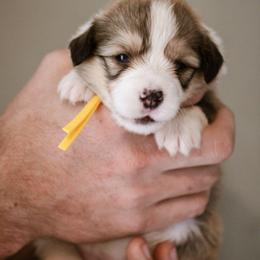 Loaf - Sable female Pembroke Welsh Corgi puppy in South Otselic, New York from Ridge Top Corgis