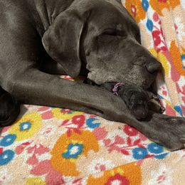 Great Dane Puppies from Lazuli Great Danes