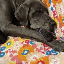 Great Dane Puppies from Lazuli Great Danes