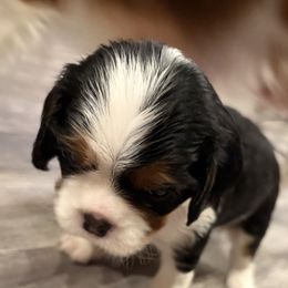 Boy 1 - Tri-color male Cavalier King Charles Spaniel puppy in Hallsville, Texas from Christy’s Cavalier King Charles Spaniels