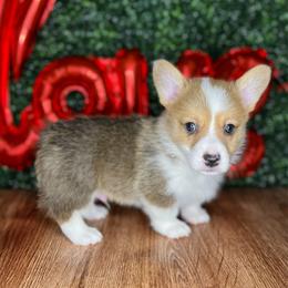 Braford - Red male Pembroke Welsh Corgi puppy in Benton, Arkansas from High Cotton Corgis