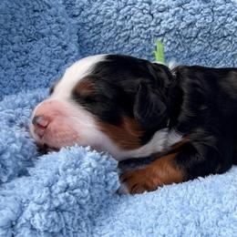 Boy 1 - Tri-color male Bernedoodle puppy in Sandy, Oregon from MC Doodles