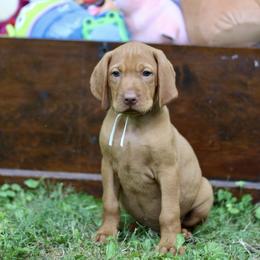 Forky - Golden rust male Vizsla puppy in Bloomington, Indiana from Envizion