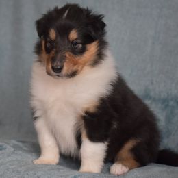 Celia - Black white and tan female Collie puppy in Danville, Pennsylvania from Brookwood Collies, Smooth & Rough