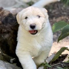 Boy 3 - male Barbado da Terceira puppy in Frederick, Maryland from New World Barbado da Terceira