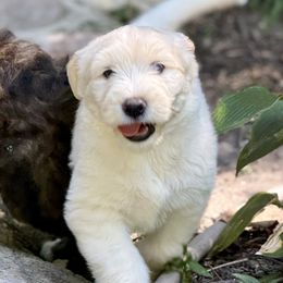 Boy 3 - male Barbado da Terceira puppy in Frederick, Maryland from New World Barbado da Terceira