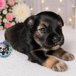 Harley - Salt and pepper female Miniature Schnauzer puppy in Magalia, California from NorCal Schnauzers