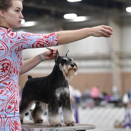 Miniature Schnauzers from Heirs Of Airvue