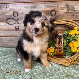Australian Shepherd, Miniature American Shepherd, Miniature Australian Shepherd, and Toy Australian Shepherd Puppies from OR Aussies