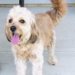 Cavapoos from Chukker Creek Camp